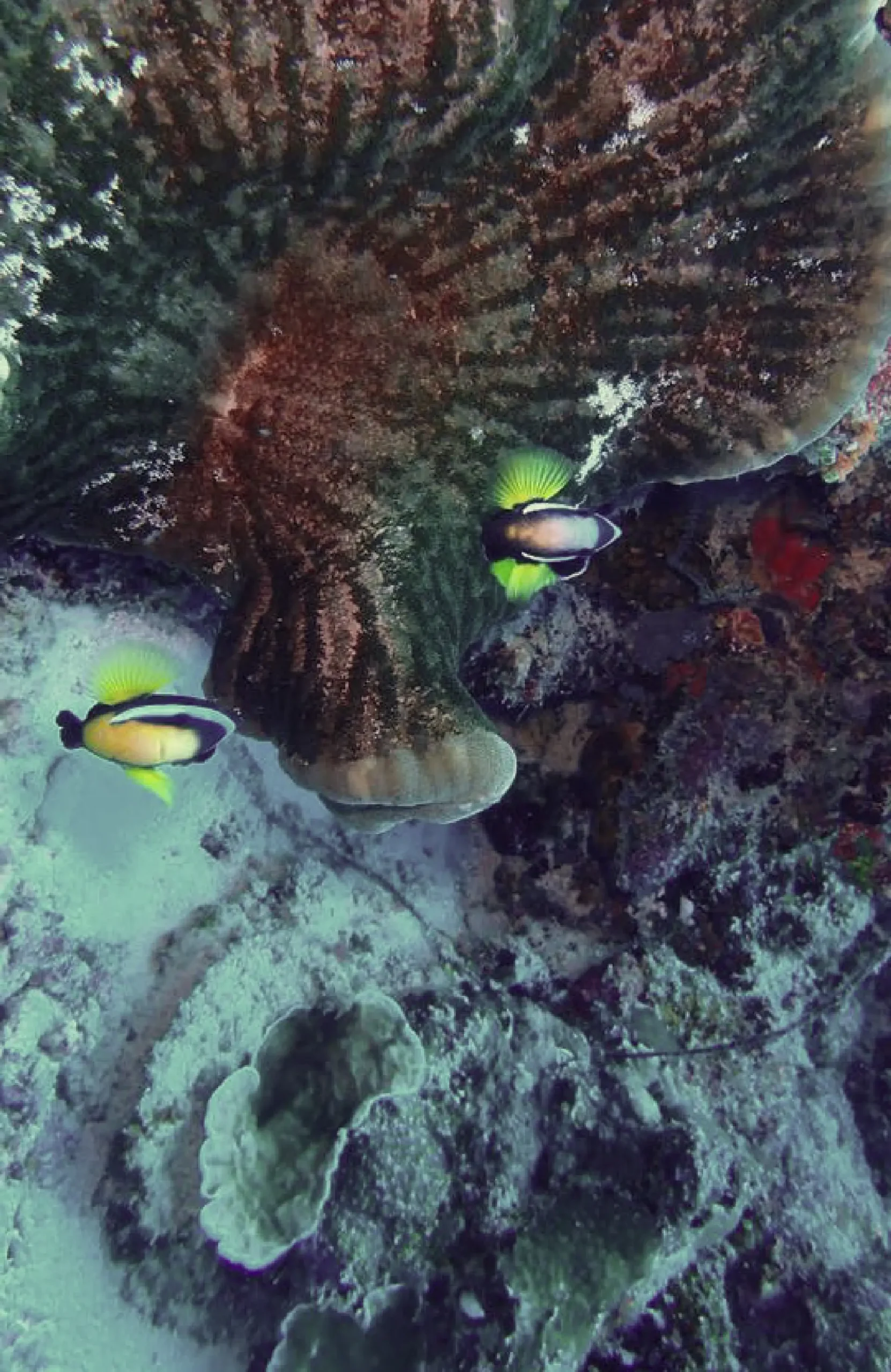 SCUBA DIVING