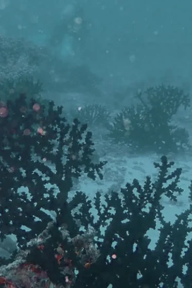 SCUBA DIVING